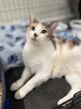 Dottie -  Domestic Short Hair Cat for Adoption in Lake Grove, New York - Dottie | PetCurious