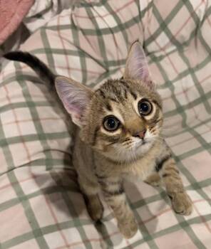 Onion -  Domestic Short Hair Cat for Adoption in Rootstown, Ohio - Onion | PetCurious
