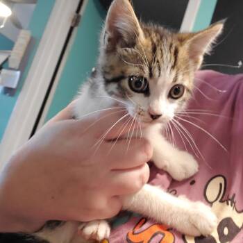 Domestic Short Hair Cats Available for Adoption in Jefferson City, Tennessee - Jack Sparrow | PetCurious