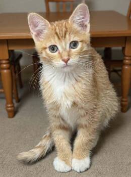 Marmalade -  Tabby and Domestic Short Hair Cat for Adoption in Tehachapi, California - Marmalade | PetCurious