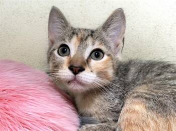 Domestic Short Hair Cats Available for Adoption in Fort Lauderdale, Florida - JAN | PetCurious