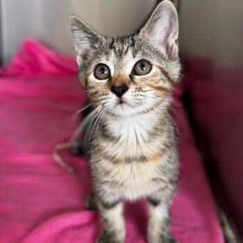 Rosie -  Domestic Short Hair Cat for Adoption in Asheville, North Carolina - Rosie | PetCurious