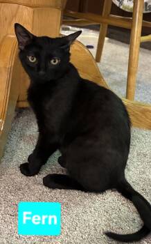 Fern (and Iris - other sibling Periwinkle) -  Domestic Short Hair Cat for Adoption in Brighton, Michigan - Fern (and Iris - Other Sibling Periwinkle) | PetCurious