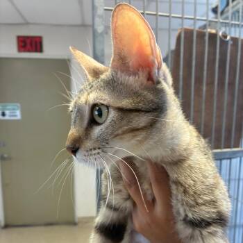 Poppy -  Domestic Short Hair Cat for Adoption in Goleta, California - Poppy | PetCurious