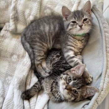 Domestic Short Hair Cats Available for Adoption in Normal, Illinois - Peep | PetCurious