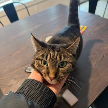 Nala -  Domestic Short Hair Cat for Adoption in Harrisonburg, Virginia - Nala | PetCurious