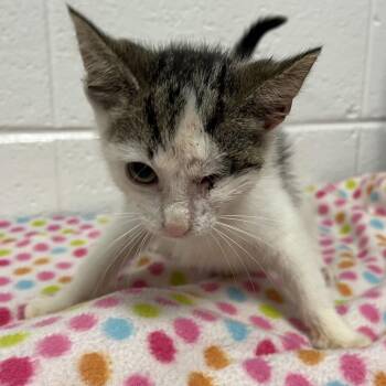 Milk -  Domestic Short Hair Cat for Adoption in Spruce Pine, North Carolina - Milk | PetCurious