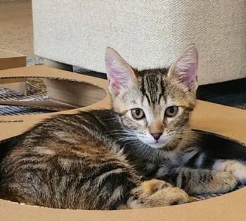 PECAN POOKYPANTS -  Domestic Short Hair Cat for Adoption in Burbank, California - PECAN POOKYPANTS | PetCurious
