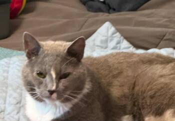 Zeus -  Domestic Short Hair Cat Available for Adoption in Delran, New Jersey - Zeus | PetCurious