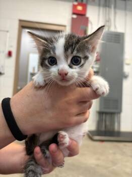 Quinoa -  Domestic Short Hair Cat for Adoption in Saint Charles, Missouri - Quinoa | PetCurious