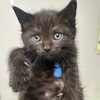 Domestic Short Hair Cats Available for Adoption in Concord, North Carolina - Bennet | PetCurious