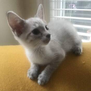 Mayhem -  Siamese and Domestic Short Hair Cat for Adoption in Knoxville, Tennessee - Mayhem | PetCurious
