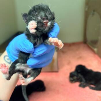 Obsidian -  Domestic Short Hair Cat for Adoption in Harrisonburg, Virginia - Obsidian | PetCurious