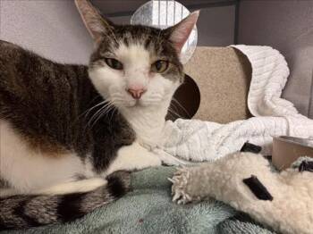 Rescue Domestic Short Hair Cats for Adoption in Loveland, Colorado - TOPAZ | PetCurious