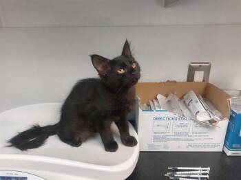 Domestic Short Hair Cats Available for Adoption in Antioch, California - CANYONCREST | PetCurious