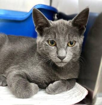 Kitten Zebo -  Domestic Short Hair Cat for Adoption in Seal Beach, California - Kitten Zebo | PetCurious