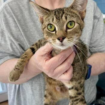 Rizzo -  Domestic Short Hair Cat Available for Adoption in Aldie, Virginia - Rizzo | PetCurious