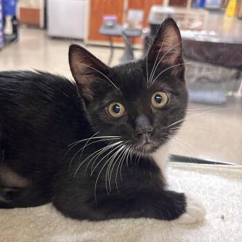 Domestic Short Hair Cats Available for Adoption in Sonora, California - Rosemary | PetCurious