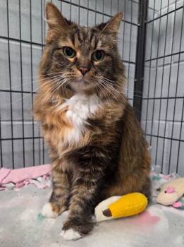 Millie Mae -  Domestic Medium Hair Cat for Adoption in Muskegon, Michigan - Millie Mae | PetCurious