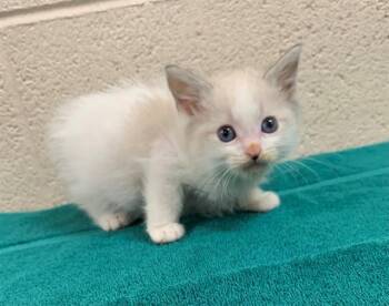 ALAN -  Domestic Short Hair Cat for Adoption in Moreno Valley, California - ALAN | PetCurious