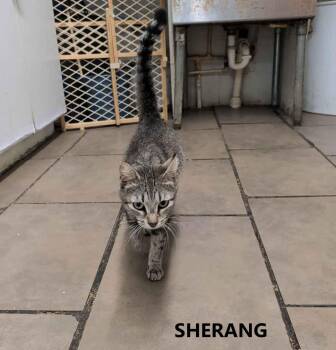 Sherang -  Domestic Short Hair Cat for Adoption in Washington, Georgia - Sherang | PetCurious
