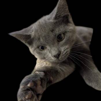 Ricochet K. 56173 -  Domestic Short Hair Cat for Adoption in Eaton Rapids, Michigan - Ricochet K. 56173 | PetCurious