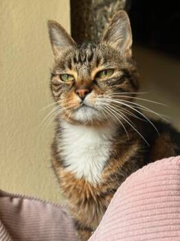 Rescue American Shorthair Cats for Adoption in Los Angeles, California - Zoorey | PetCurious