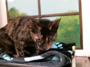 Domestic Short Hair Cats Available for Adoption in Houston, Texas - BUTTERFLY | PetCurious