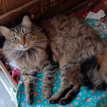 Domestic Long Hair Cats Available for Adoption - Lila Jane | PetCurious