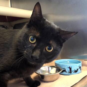 Domestic Short Hair Cats Available for Adoption - Feather | PetCurious