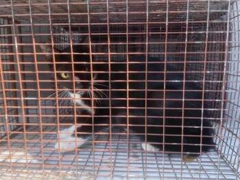 Domestic Short Hair Cats Available for Adoption in Houston, Texas - A655090 | PetCurious