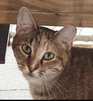 Papaya -  Domestic Short Hair Cat for Adoption in Alexandria, Louisiana - Papaya | PetCurious