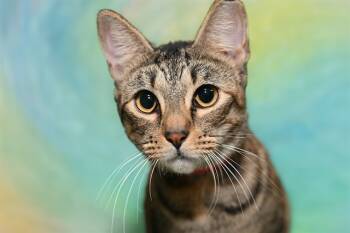 Rescue Domestic Short Hair Cats for Adoption in Fort Lauderdale, Florida - FRANKIE | PetCurious
