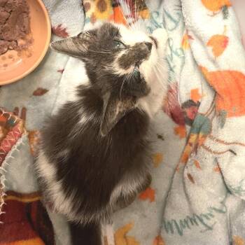 Dahlia -  Domestic Short Hair Cat for Adoption in Albert Lea, Minnesota - Dahlia | PetCurious