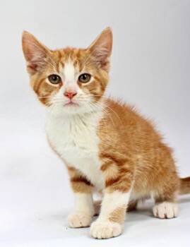 Kenny -  Domestic Short Hair Cat Available for Adoption in Morton Grove, Illinois - Kenny | PetCurious