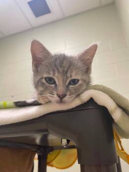 Dove -  Domestic Short Hair Cat for Adoption in Hamilton, Ohio - Dove | PetCurious