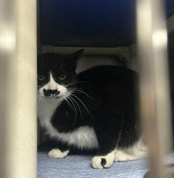 Domestic Short Hair Cats Available for Adoption - Oakley | PetCurious