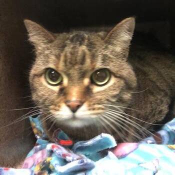Molly -  Domestic Medium Hair Cat for Adoption in Pasadena, California - Molly | PetCurious
