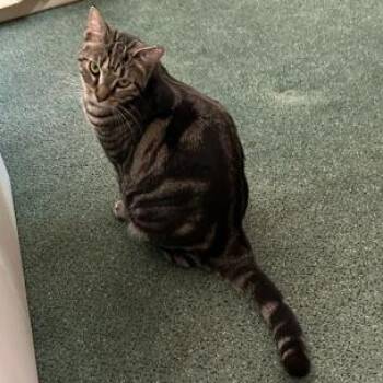 Leroy -  Tabby Cat for Adoption in Cincinnati, Ohio - Leroy | PetCurious