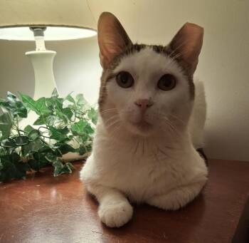 Ray -  Tabby Cat for Adoption in Bear, Delaware - Ray | PetCurious