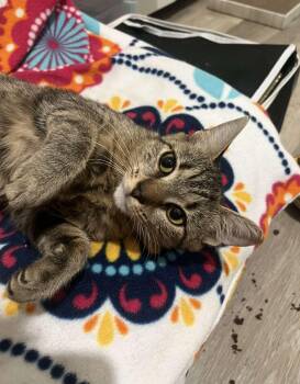 Maple -  Domestic Short Hair Cat for Adoption in Cleveland, Ohio - Maple | PetCurious