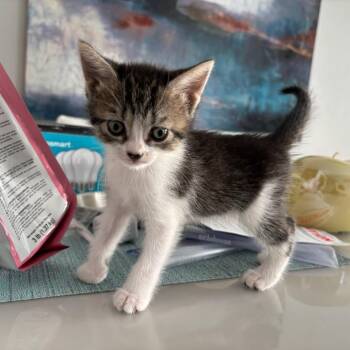 Sasy -  Domestic Short Hair Cat for Adoption in Guaynabo, Guaynabo - Sasy | PetCurious