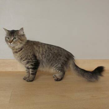 Domestic Medium Hair Cats Available for Adoption - Honey C68378 | PetCurious