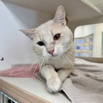 BAKI -  Domestic Short Hair Cat for Adoption in Riverside, California - BAKI | PetCurious