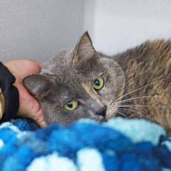 Charli -  Domestic Short Hair Cat for Adoption in Atlanta, Georgia - Charli | PetCurious