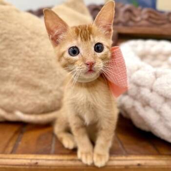Crunchy Roll -  Tabby and Domestic Short Hair Cat for Adoption in Friendswood, Texas - Crunchy Roll | PetCurious