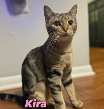 Rescue Tabby Cats for Adoption in Casselberry, Florida - Kira | PetCurious