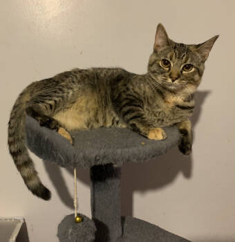 Rescue Domestic Short Hair Cats for Adoption in Greensburg, Pennsylvania - Nellie | PetCurious