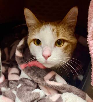 Domestic Short Hair Cats Available for Adoption in Minneapolis, Minnesota - Atticus / Thatcher | PetCurious