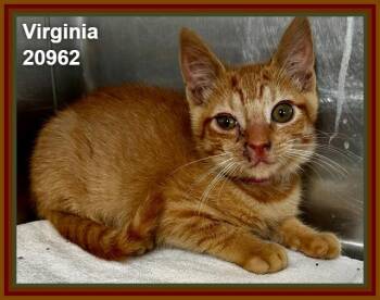 VIRGINIA (see also AMERICA and siblings) -  Domestic Short Hair and Tabby Cat for Adoption in Marietta, Georgia - VIRGINIA (see Also AMERICA And Siblings) | PetCurious